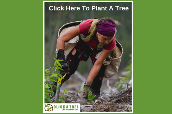 
          
            Hey You! Yes you! Have you planted a tree lately?
          
        